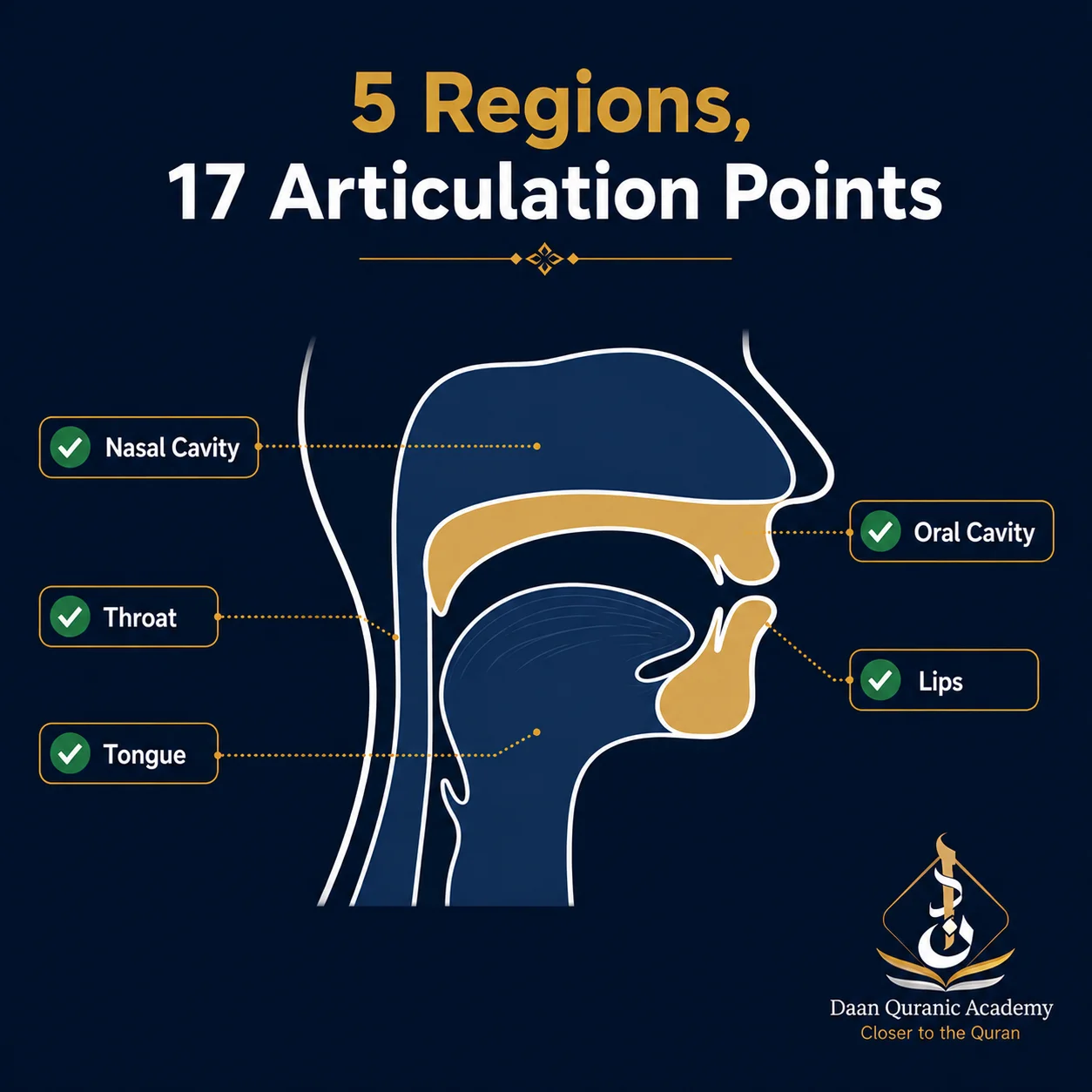 how many articulation points in tajweed — infographic showing the 5 main regions and 17 makharij