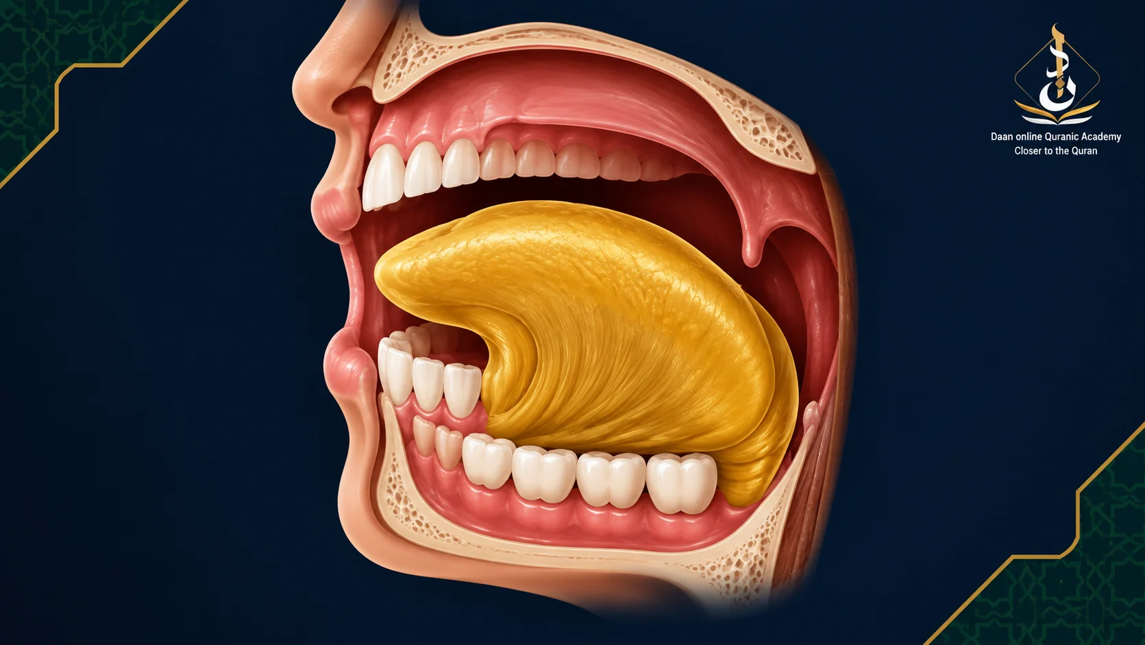 arabic tongue letters in tajweed — labeled diagram of tongue makhraj articulation points